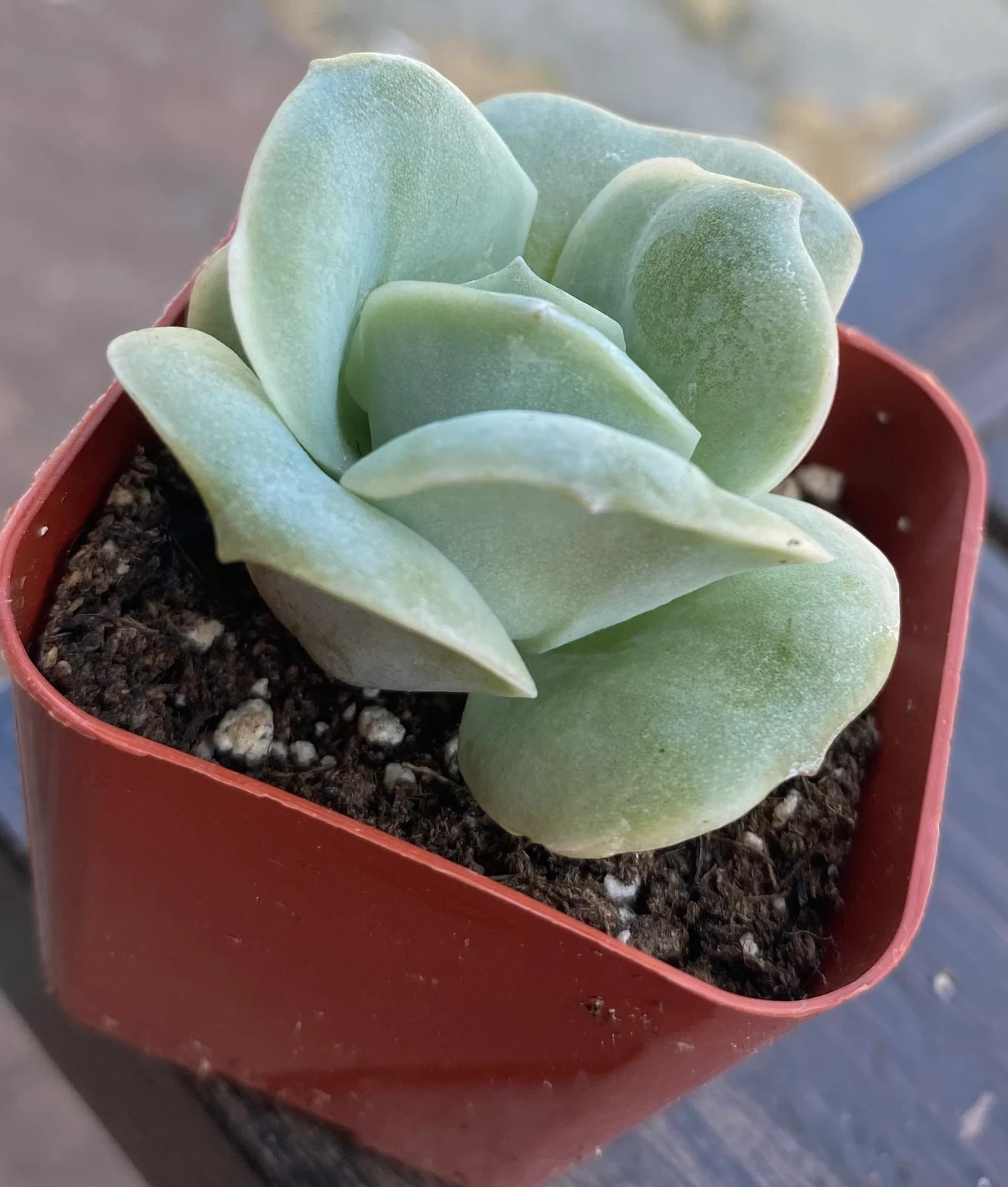 Graptoveria  Lovely Rose Echeveria Live Succulents Plant 2” Fully Rooted