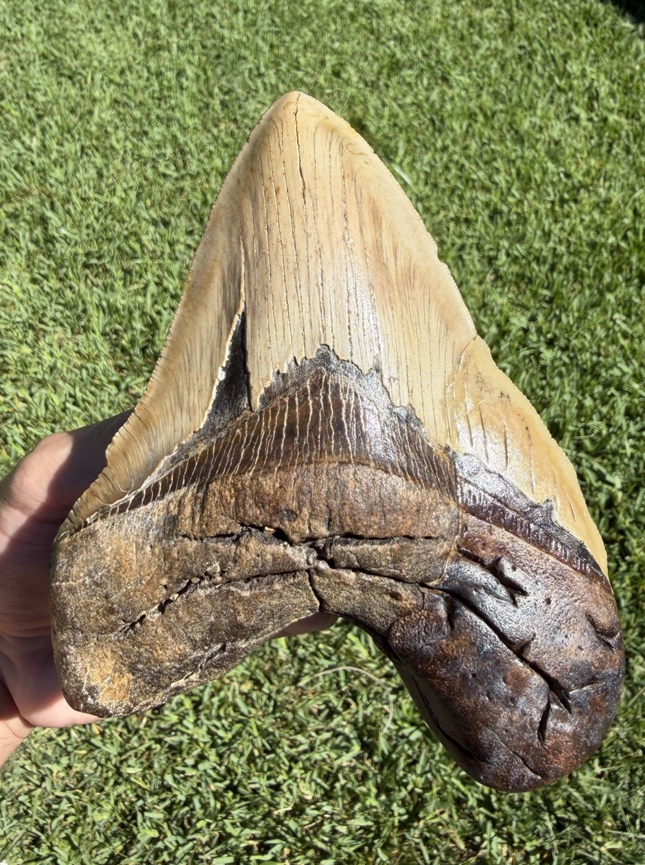 6.59” MONSTER Megalodon Shark Tooth Real Shark Teeth Fossils Restored