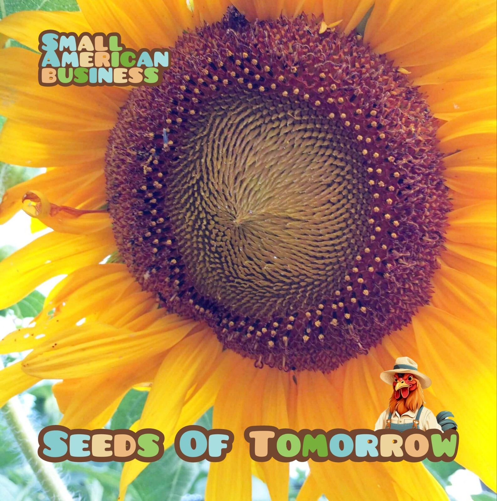 50  Mammoth Russian Sunflower seeds- With Bonus | Organic Non-GMO Heirloom 