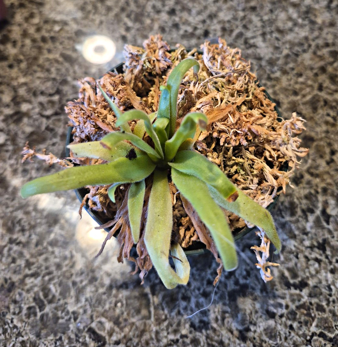 Pinguicula x Sleepy hedgehog easy beginner Plant Pinguicula x Sleepy hedgehog easy beginner Plant