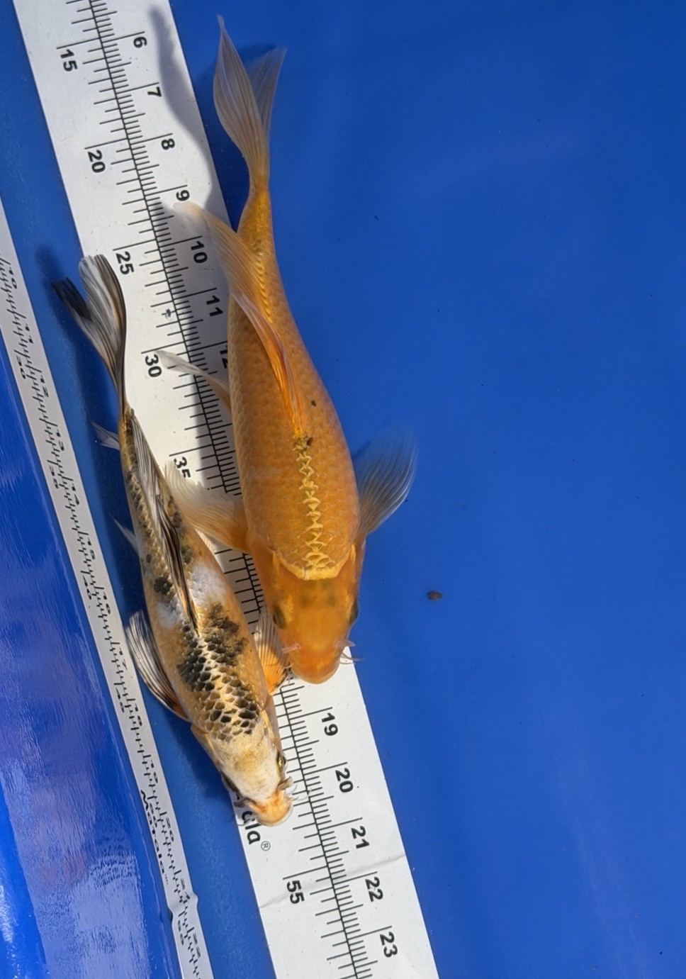 SALE: Lot of 2, Orenji, Ogon Koi, 11-inch, Butterfly Kujack Koi 10-inch