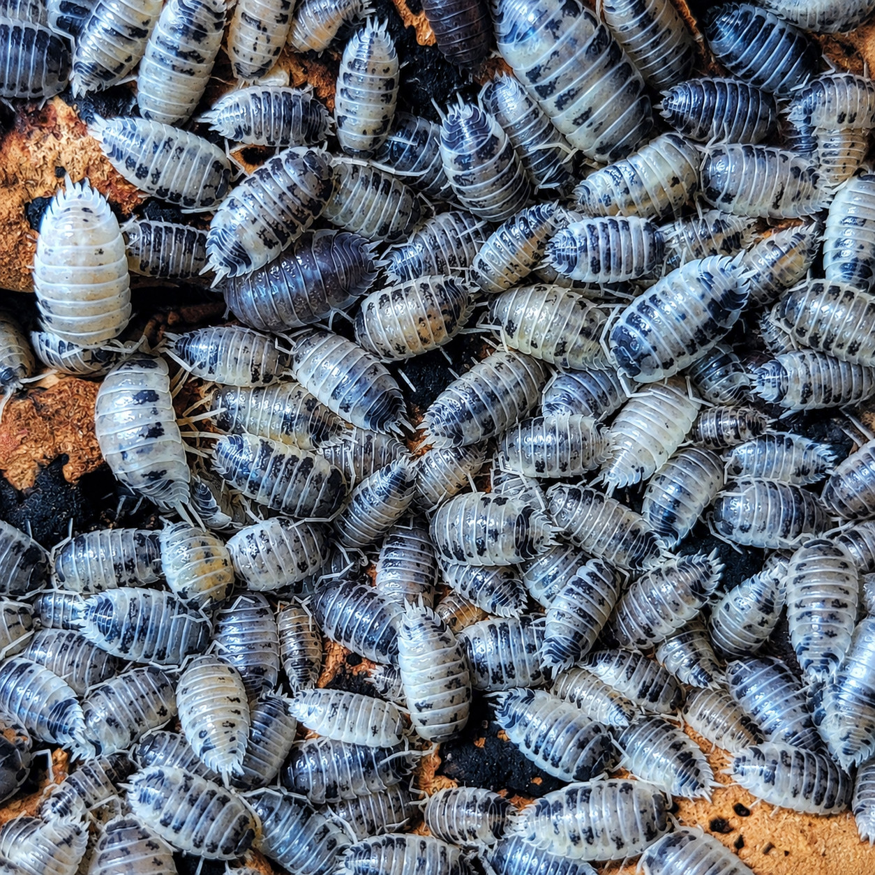 100+ Dairy Cow Isopods For Sale - Bulk Isopods For Bioactive