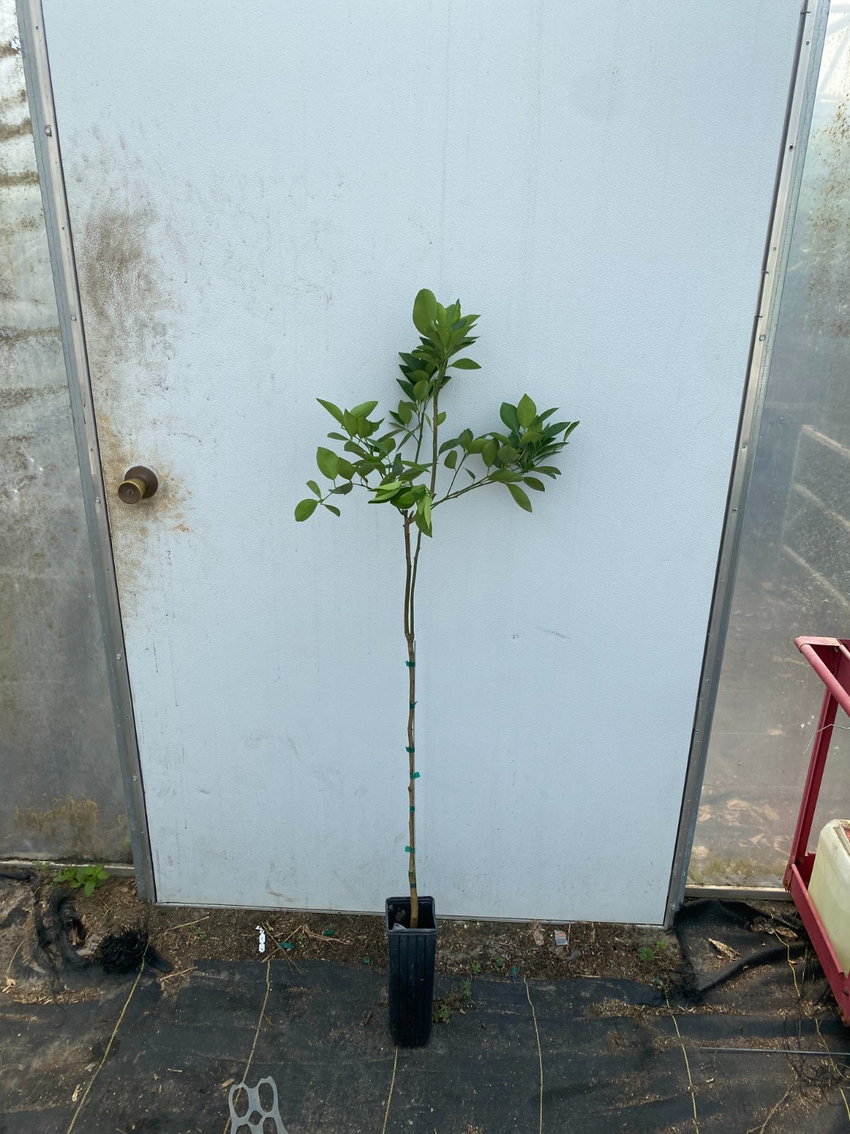 FLORIDA ADDRESSES ONLY Valencia Orange Tree Live Grafted Citrus Plant [3-4 FT]