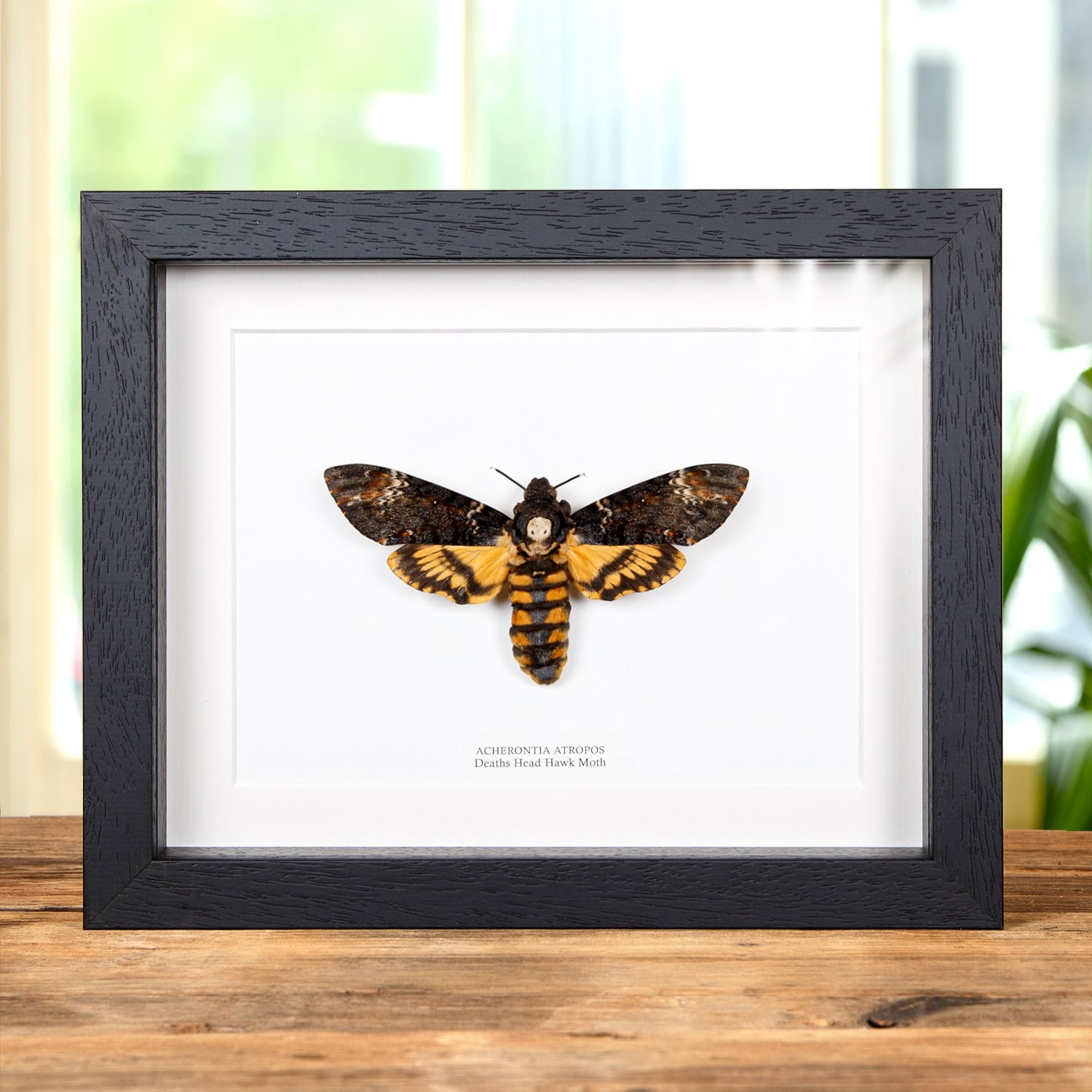 XL Death's Head Taxidermy Moth Frame (Acherontia atropos)