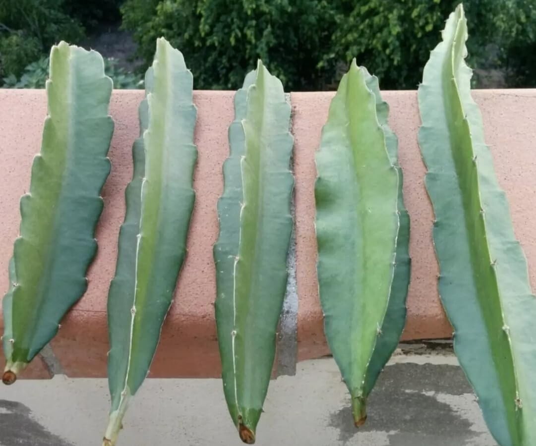 FRESH DRAGON FRUIT CUTTINGS - MULTIPLE VARIETIES - 10\ FRESH DRAGON FRUIT CUTTINGS - MULTIPLE VARIETIES - 10\