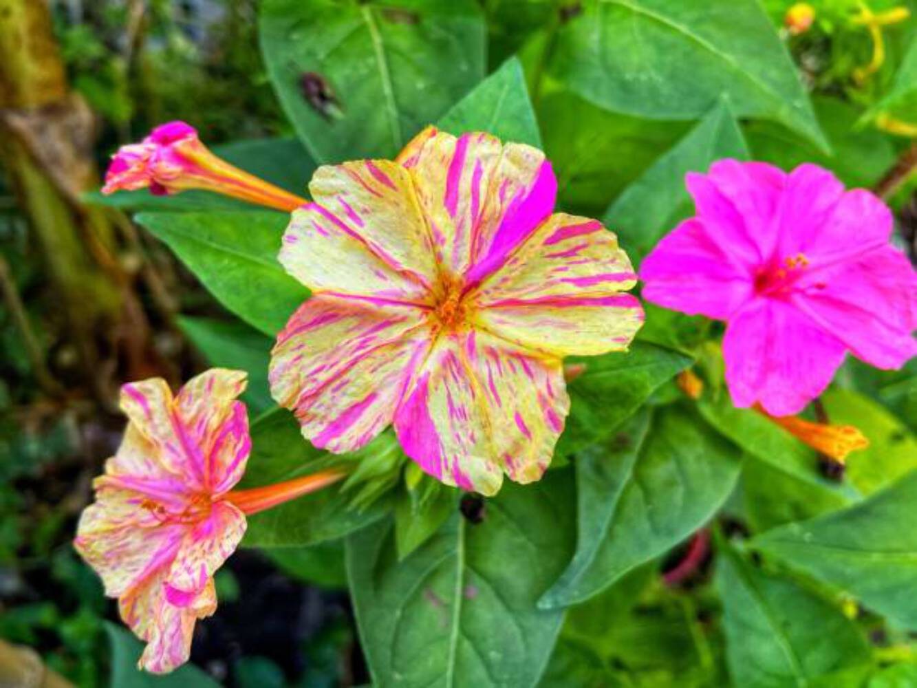 25 BROKEN COLORS FOUR O'CLOCK SEEDS | SALE  NON GMO HEIRLOOM