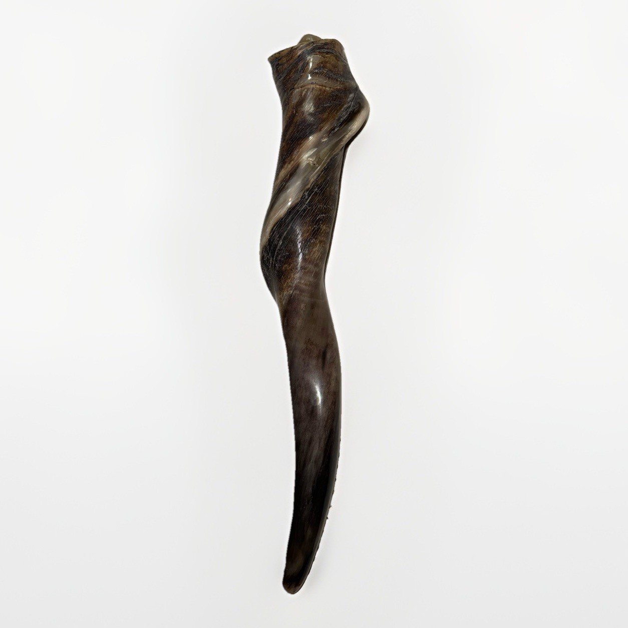 Eland Horn Shofar XL 18”-26” New Kosher  From USA