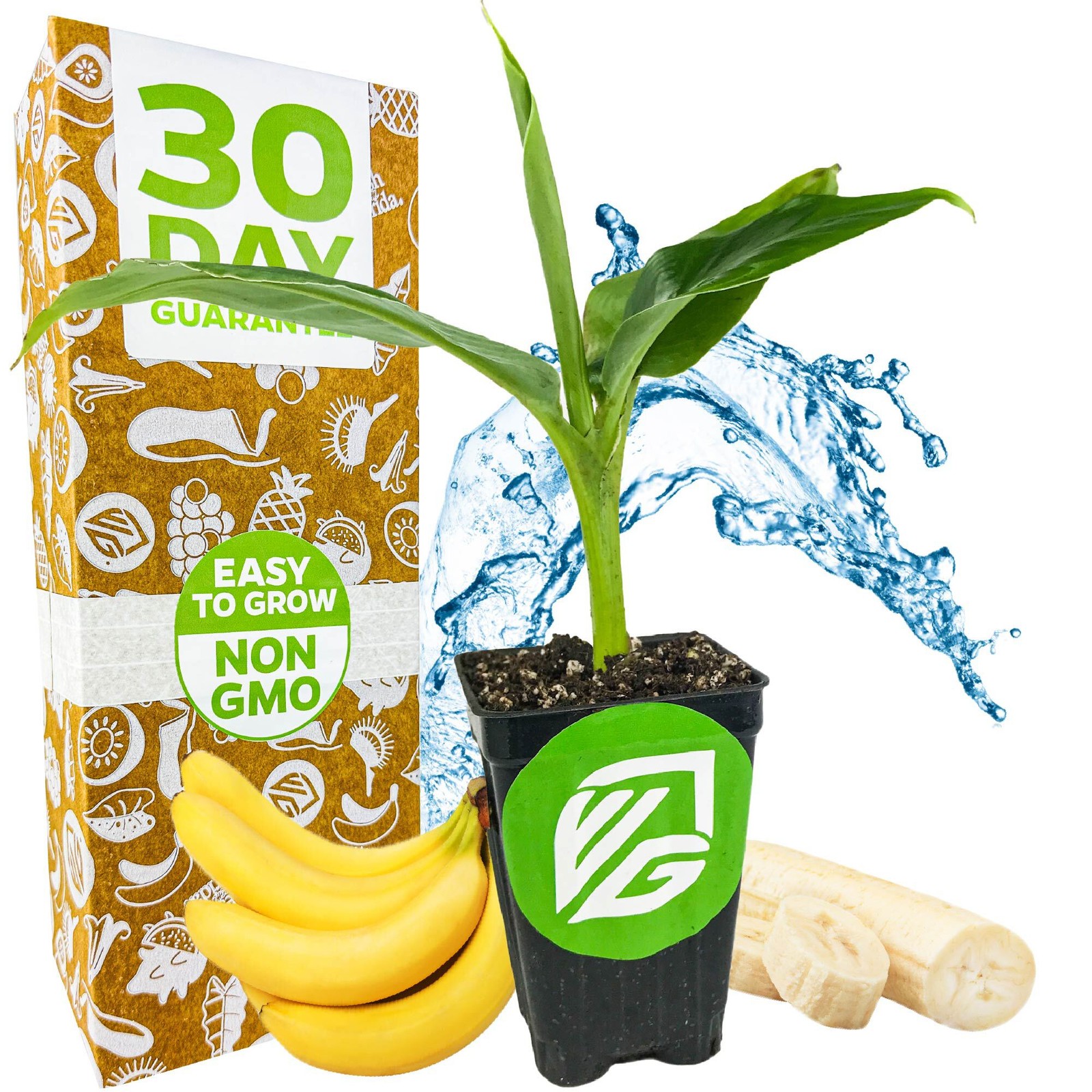 Tropicana Banana (Super Dwarf Cavendish) - Musa - Live Plant