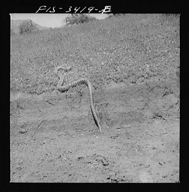 Photo:Kern County California 1942 Bull Snake Russell Lee