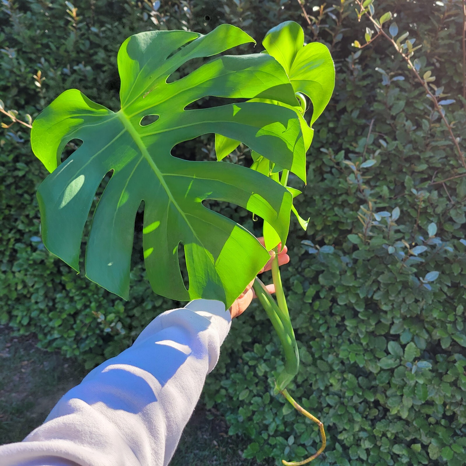 Large Monstera Deliciosa Rooted Cutting, Tropical Live Plant, Swiss Cheese Plant Large Monstera Deliciosa Rooted Cutting, Tropical Live Plant, Swiss Cheese Plant