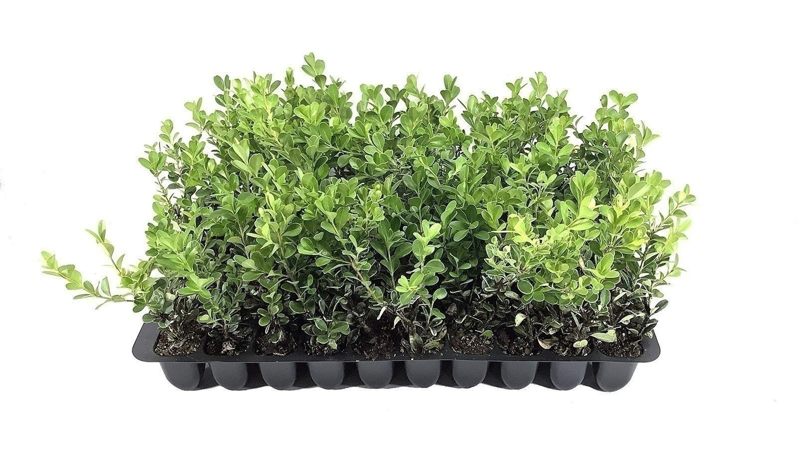 Boxwood Japanese | 2 Inch | Buxus microphylla | Formal Hedge | Evergreen Shrub
