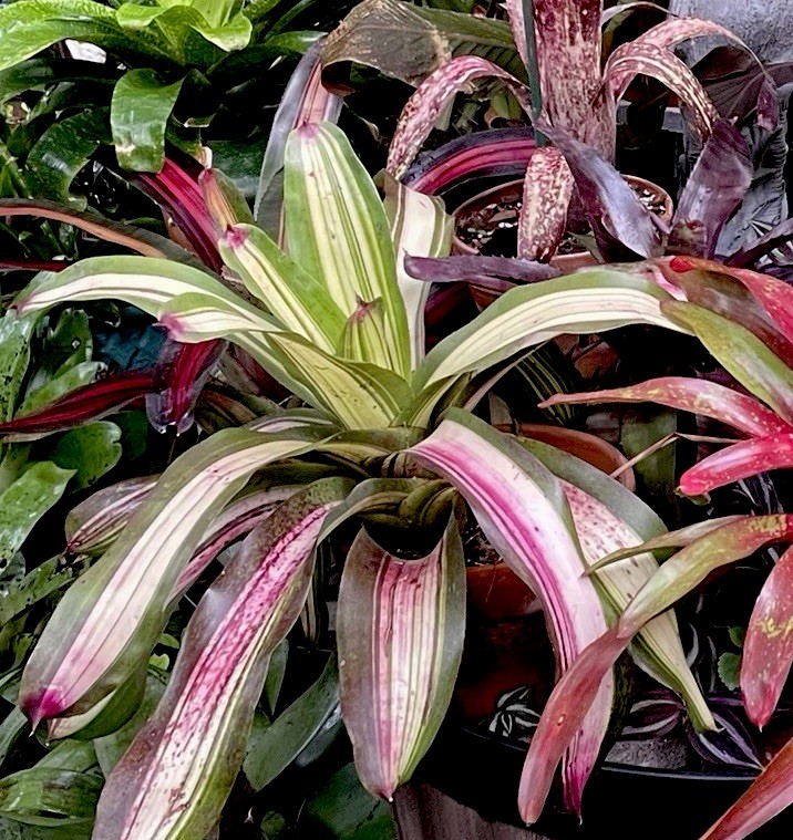 bromeliad Variegated- Trust Me Neoregelia-Green Pink Purple Broadleaf-large grow