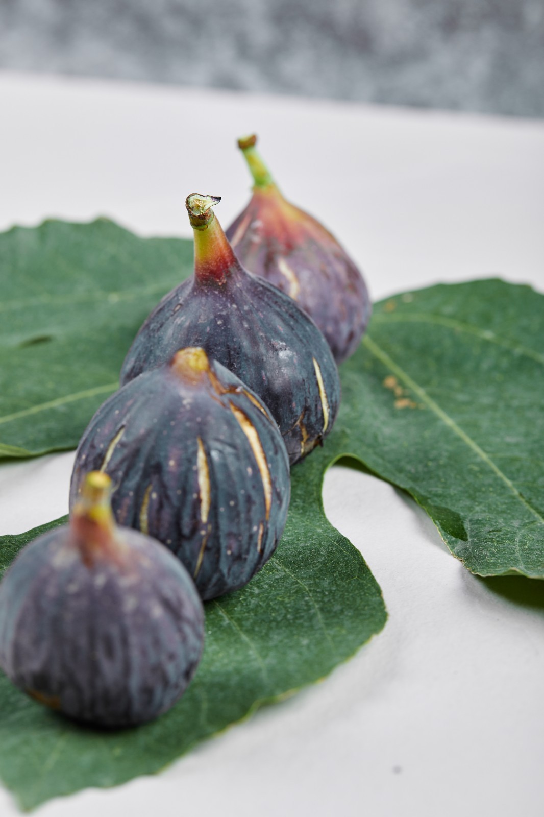 4 fig tree starters of your choice, 1-2 inches tall, well rooted