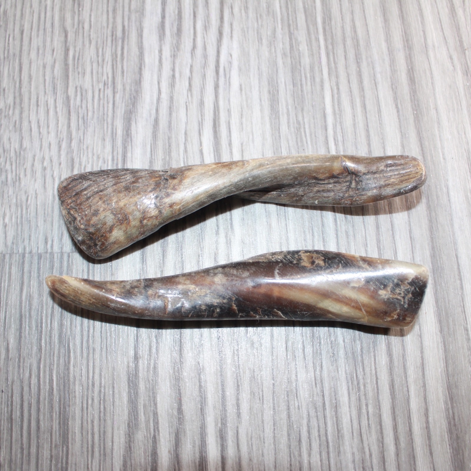 2 Small Polished Goat Horns #967      Natural Colored
