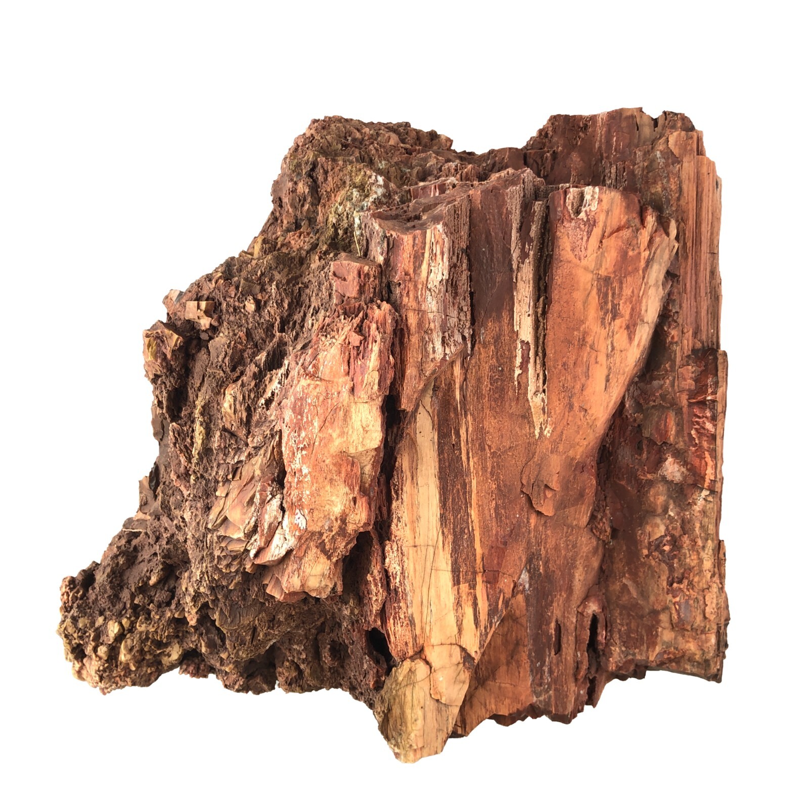 Reddish Petrified Wood Log Chunk Raw Fossil Mineral Specimen Rough 24 lb 9 x 9\ Reddish Petrified Wood Log Chunk Raw Fossil Mineral Specimen Rough 24 lb 9 x 9\