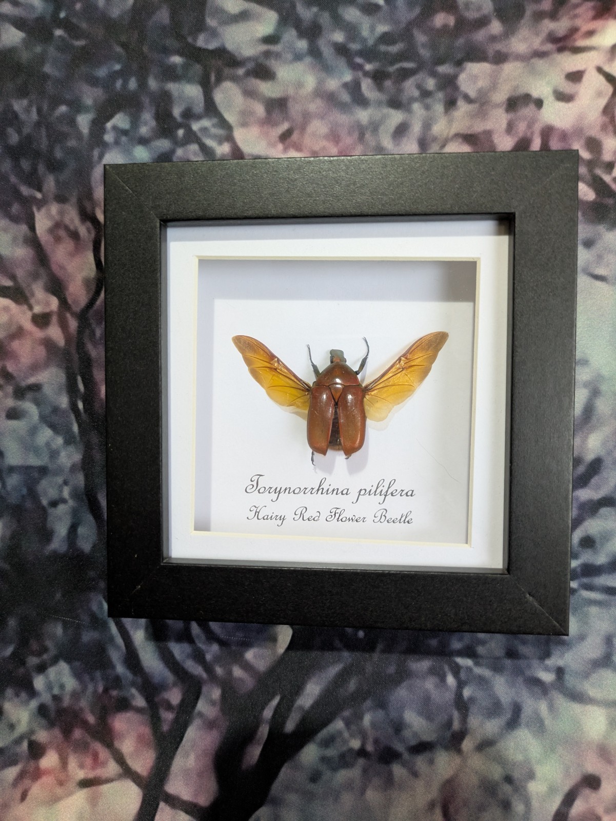 Hairy Red Flower Beetle (Torynorrhina pilifera) Entomology Box Frame Taxidermy