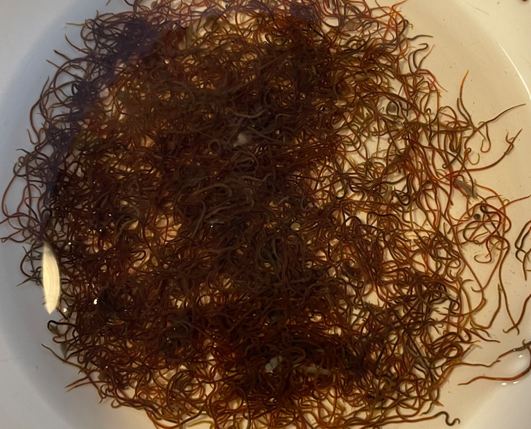 4oz Quality Fresh Live Blackworms - Free 1 Day Shipping - Live Arrival Guarantee