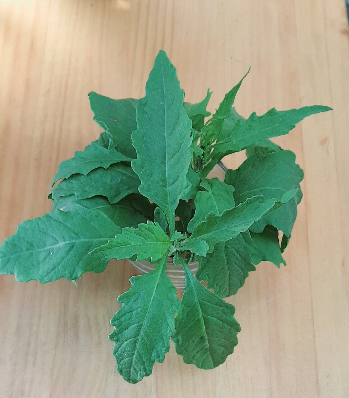 1000 Epazote Seeds - Dysphania Ambrosioides - Chenopodium