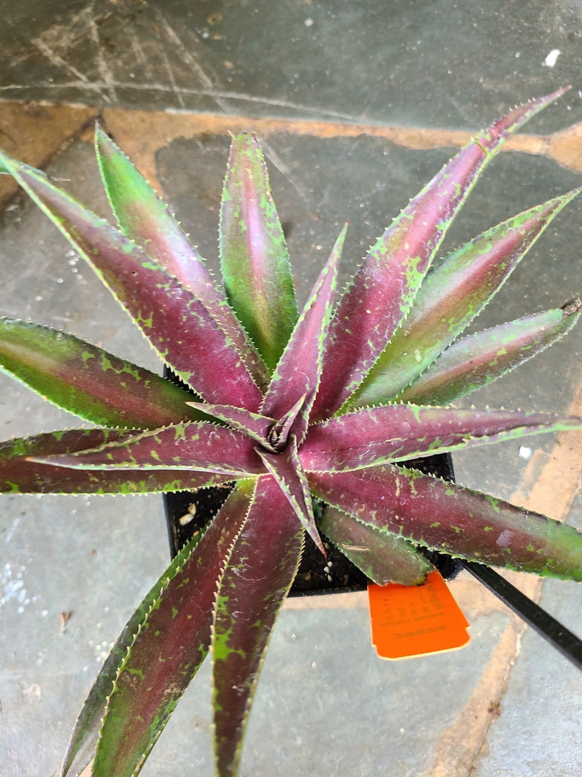 1 Large MANGAVE -  BLAZING SADDLES...BOGO SALE