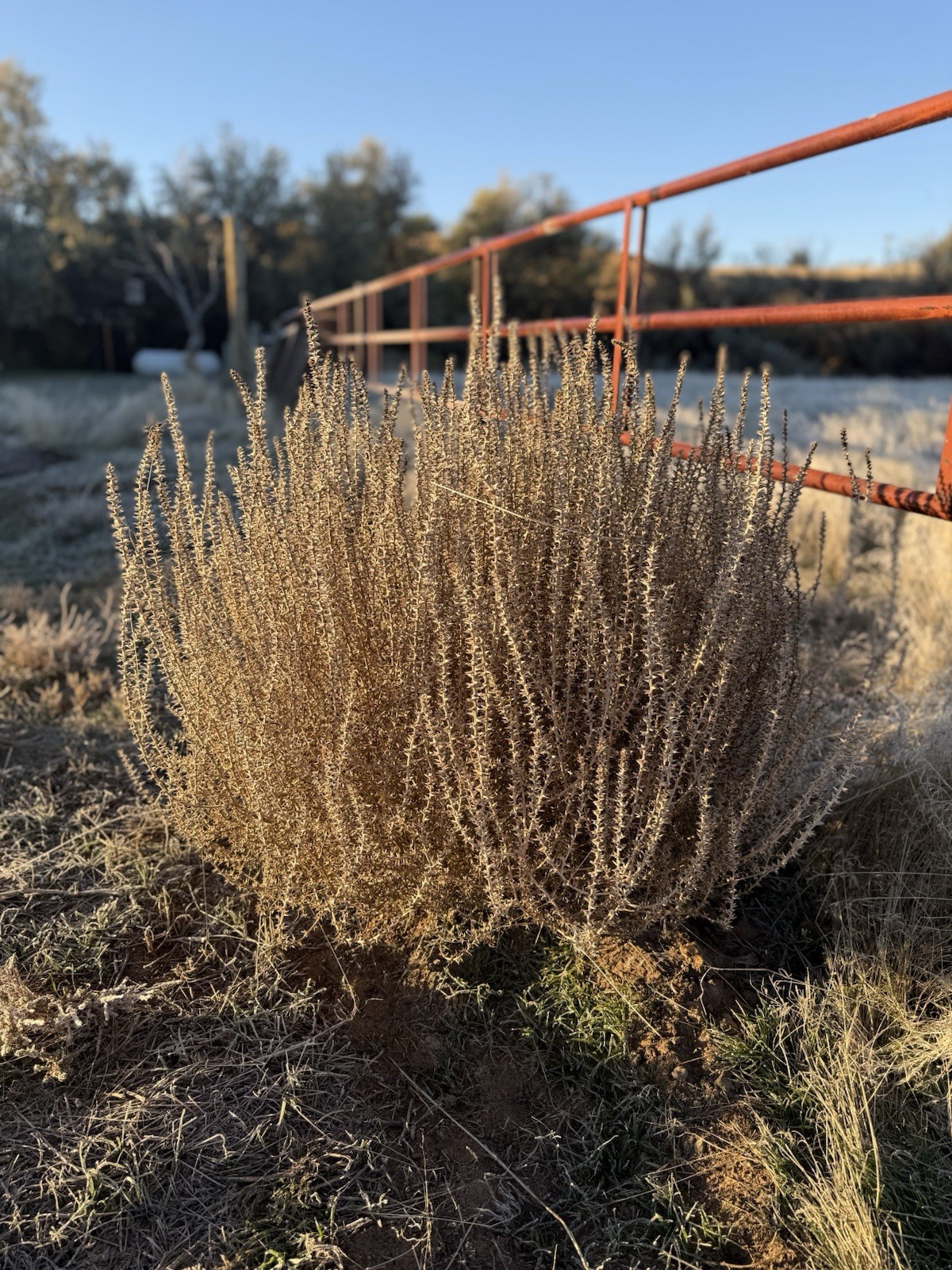 Wild West Wyoming Authentic Tumbleweed Tumble Weeds Tumbleweeds. Extra Large Wild West Wyoming Authentic Tumbleweed Tumble Weeds Tumbleweeds. Extra Large