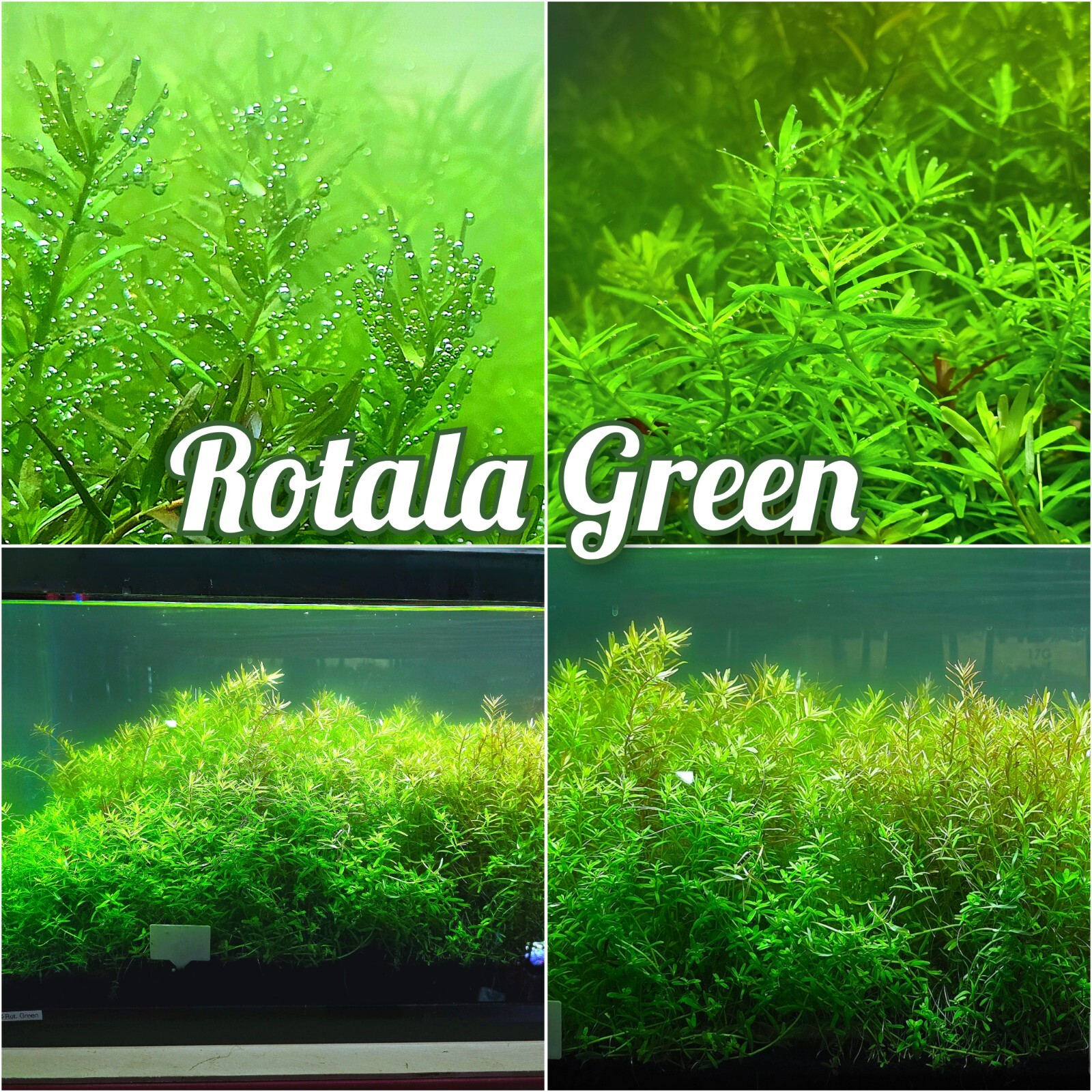 BUY 2 GET 1 FREE Rotala Green  - Live Aquatic Freshwater Plants - Stem Pack