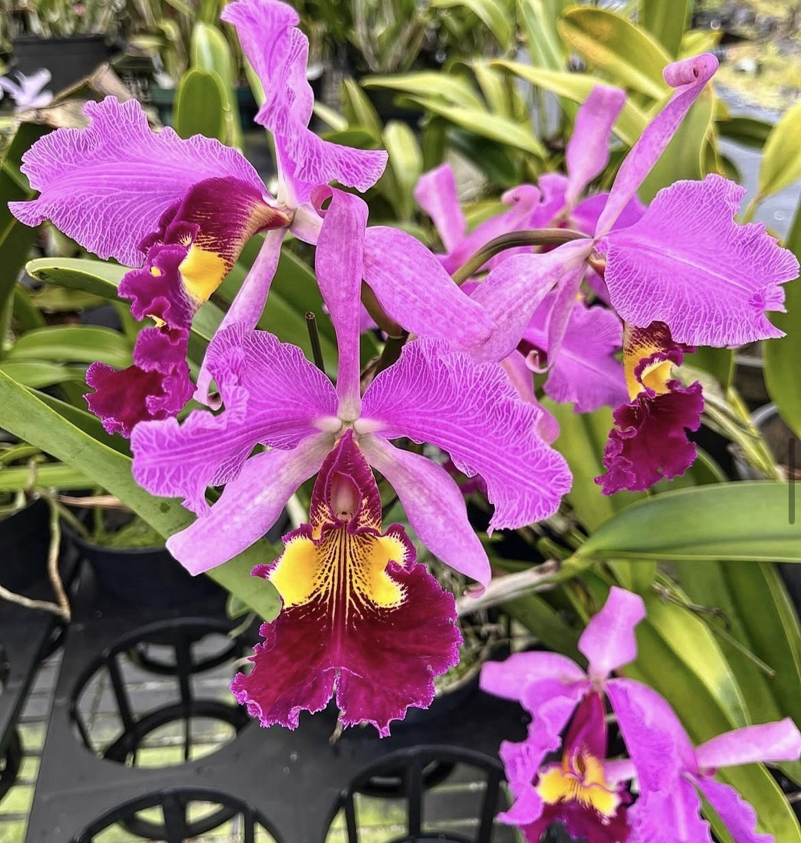 Cattleya Hardyana ( Dowiana Aurea ‘Orchid Eros’ X Warscewiczii Sebastian Ferrell