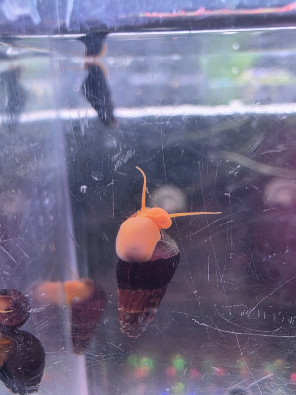 ×3 Juvenile Orange Poso Rabbit Snails  (Sizes Start at Approx 1/2inch )