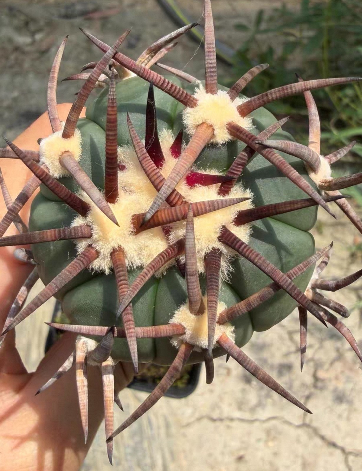 5cm live house Plant Echinocactus horizonthalonius \'Suiheimaru\' WYSIWYG G rafted 5cm live house Plant Echinocactus horizonthalonius \'Suiheimaru\' WYSIWYG G rafted