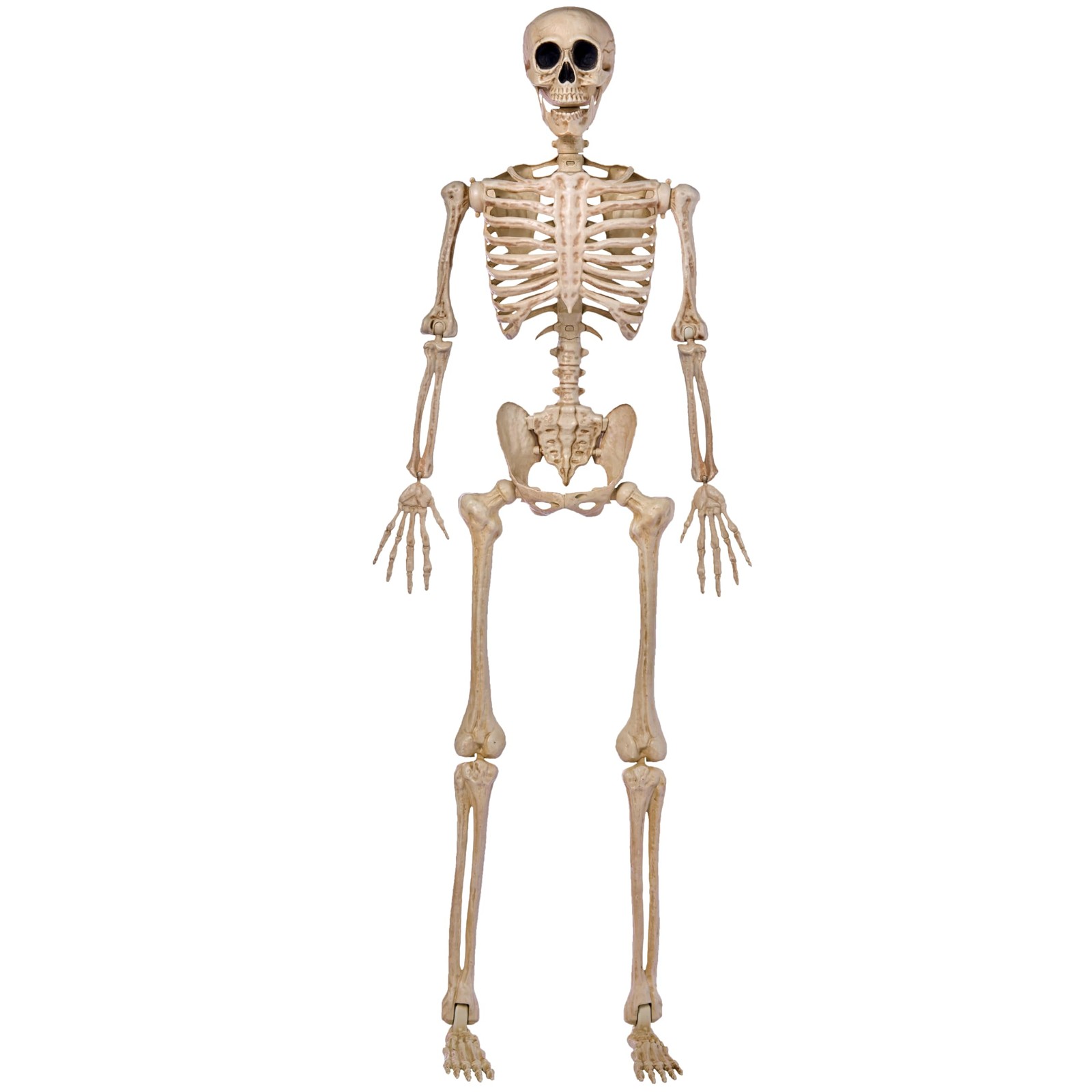 JOYIN 5 FT Halloween Skeleton Life Size, Stayable Posable 5 FT, Gray JOYIN 5 FT Halloween Skeleton Life Size, Stayable Posable 5 FT, Gray