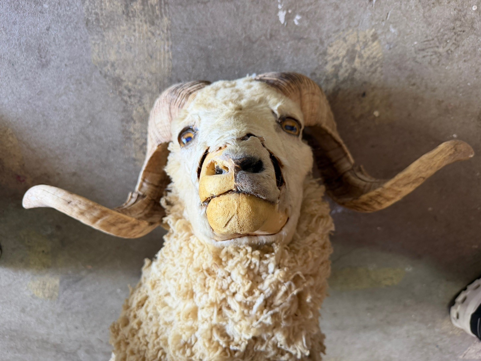 Vintage Ram Sheep Taxidermy Mount - worn - nice patina for look