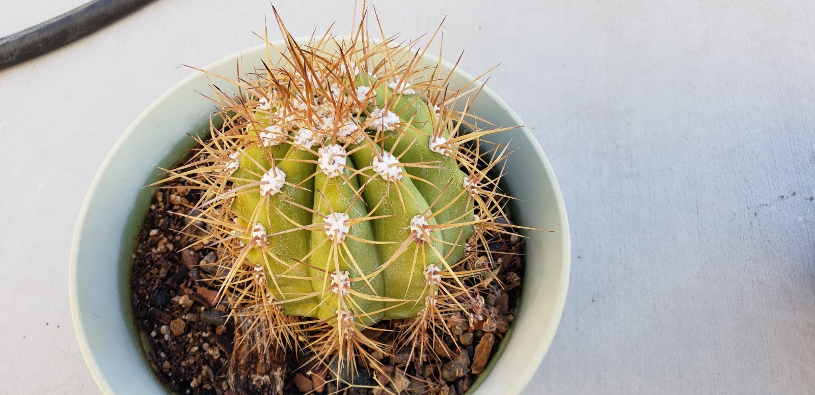 *THICK* Echinopsis hybrid 'Poco' Cactus *NICE SPINES* *THICK* Echinopsis hybrid 'Poco' Cactus *NICE SPINES*