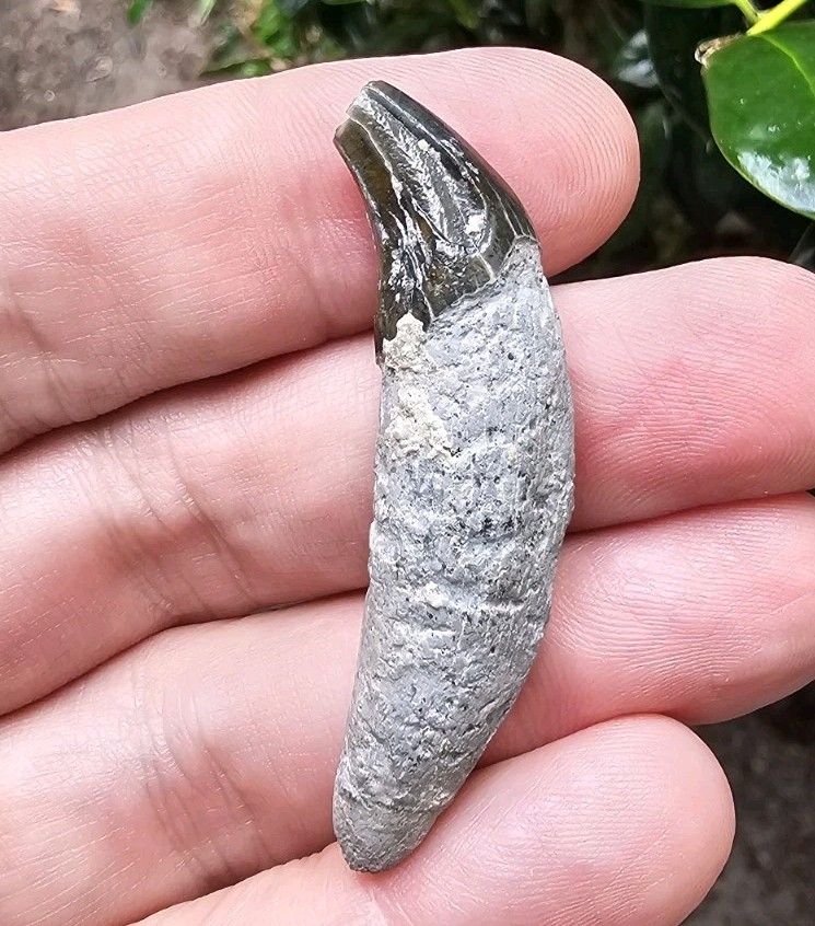 Very Rare Florida Seal Fossil Canine Pinniped Not Megalodon Sarasota Very Rare Florida Seal Fossil Canine Pinniped Not Megalodon Sarasota