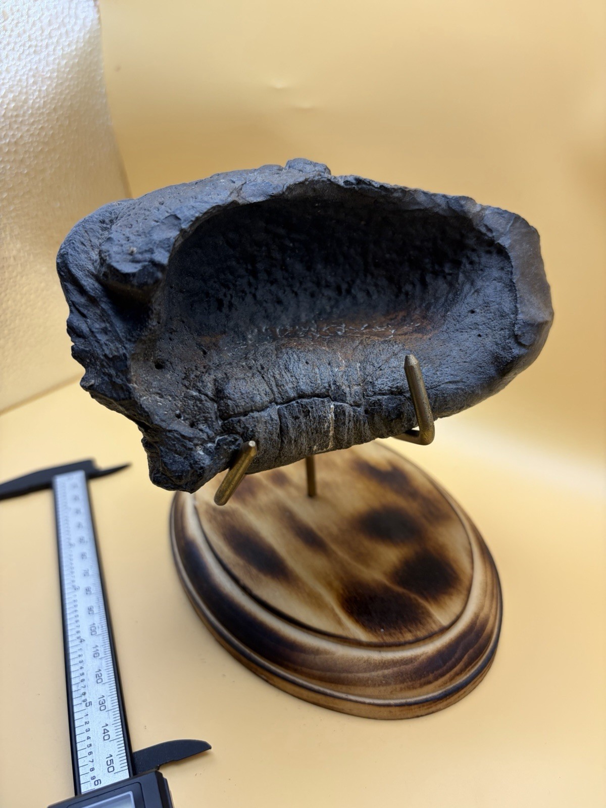 GIGANTIC LEVIATHAN CETACEAN EAR BONE FOSSIL - POSSIBLY RECORD SIZE HUGE EAR BONE
