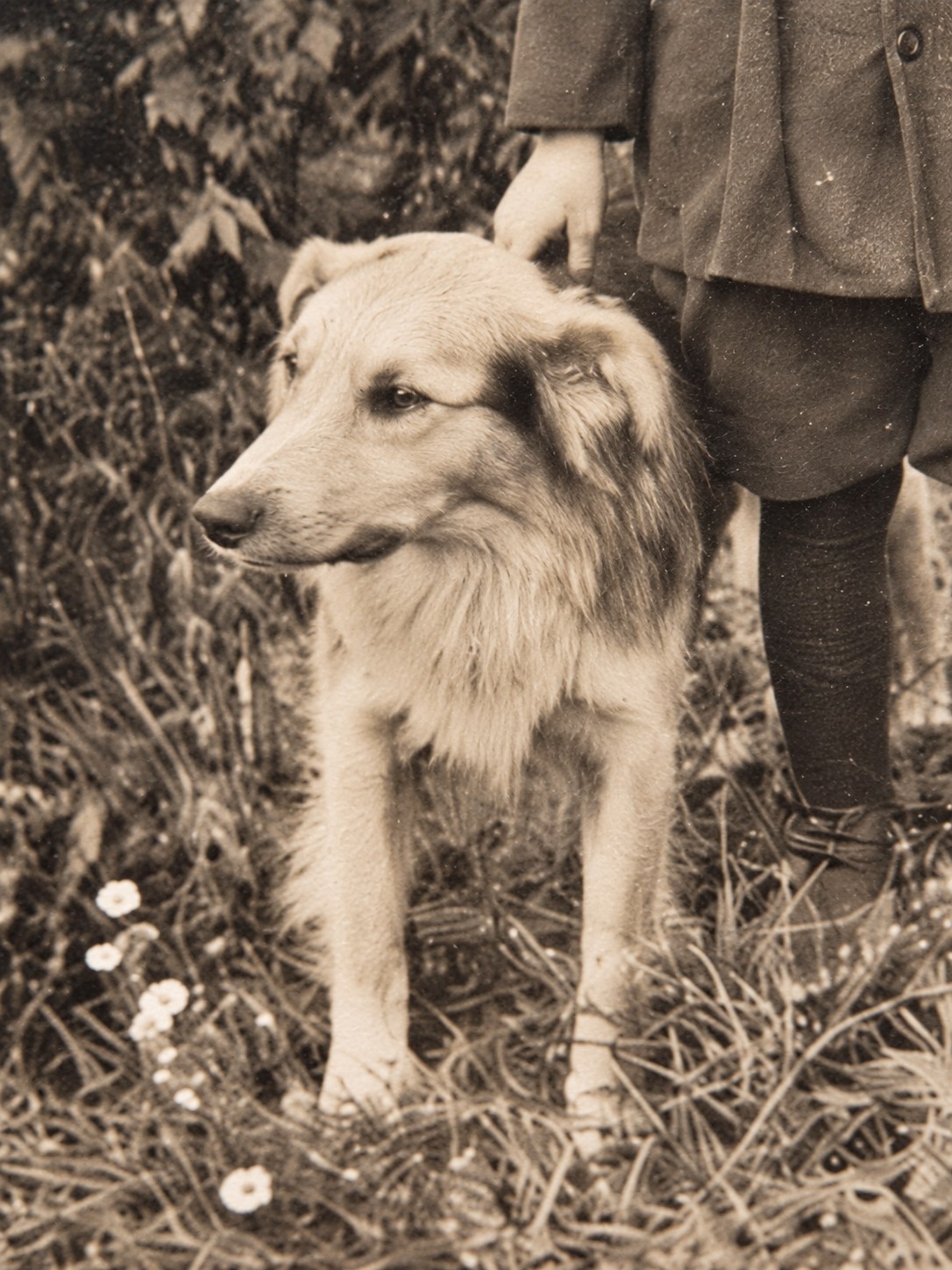 Antique c.1910 Boy & Dog Real Photo Postcard RPPC – Early 20th Century Antique c.1910 Boy & Dog Real Photo Postcard RPPC – Early 20th Century