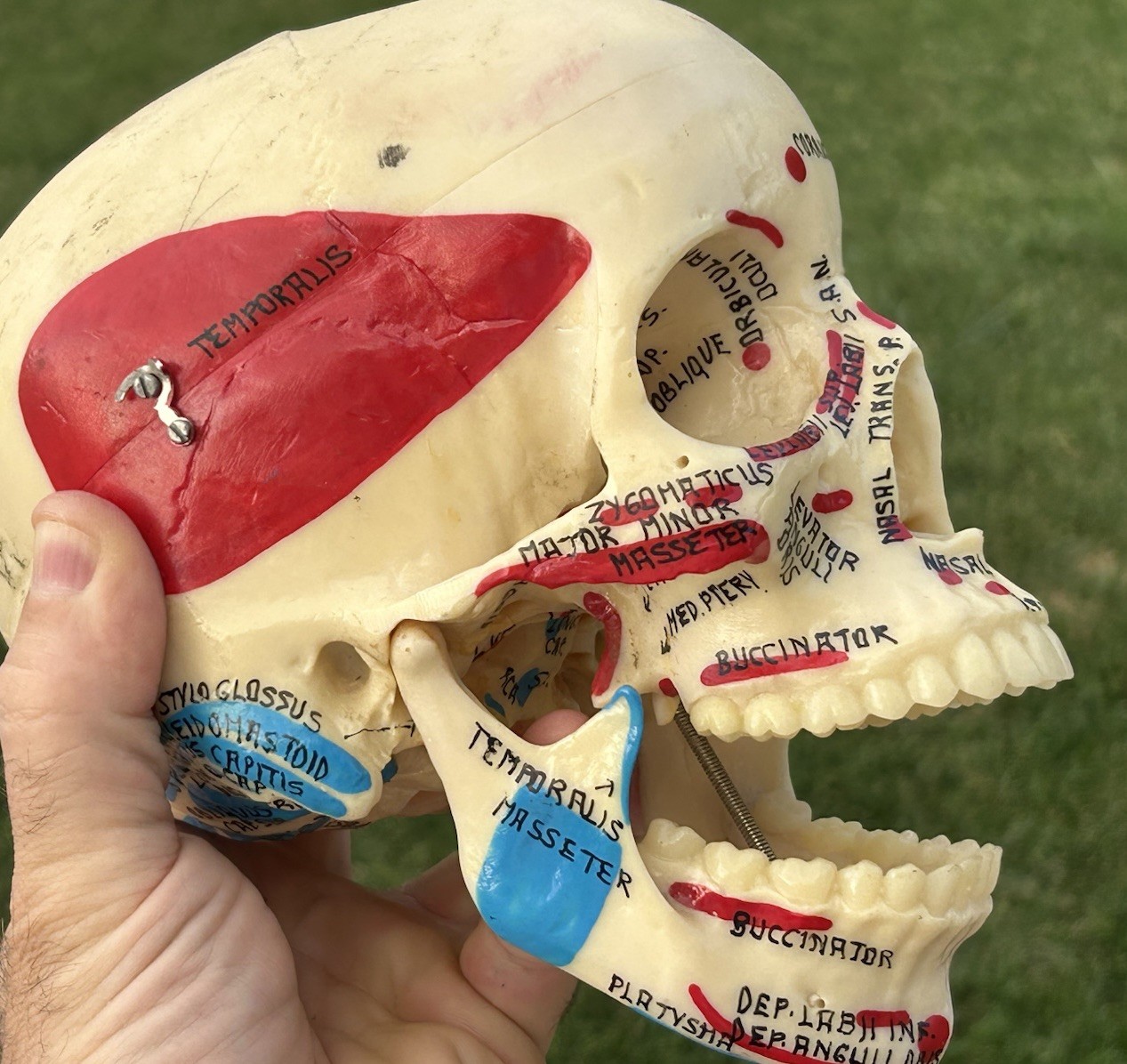 *Vintage* Medical Plastics Laboratories (Gatesville, Texas) Educational SKULL *Vintage* Medical Plastics Laboratories (Gatesville, Texas) Educational SKULL