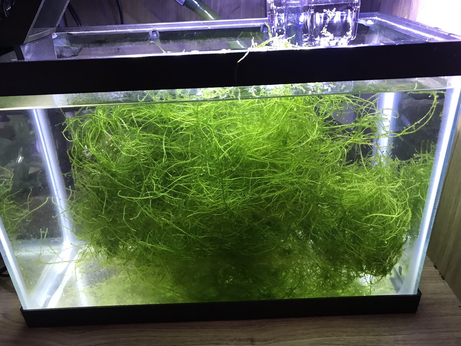 Java Moss - Super Easy Low Light Aquarium Live Plant, Premium Quality Java Moss - Super Easy Low Light Aquarium Live Plant, Premium Quality
