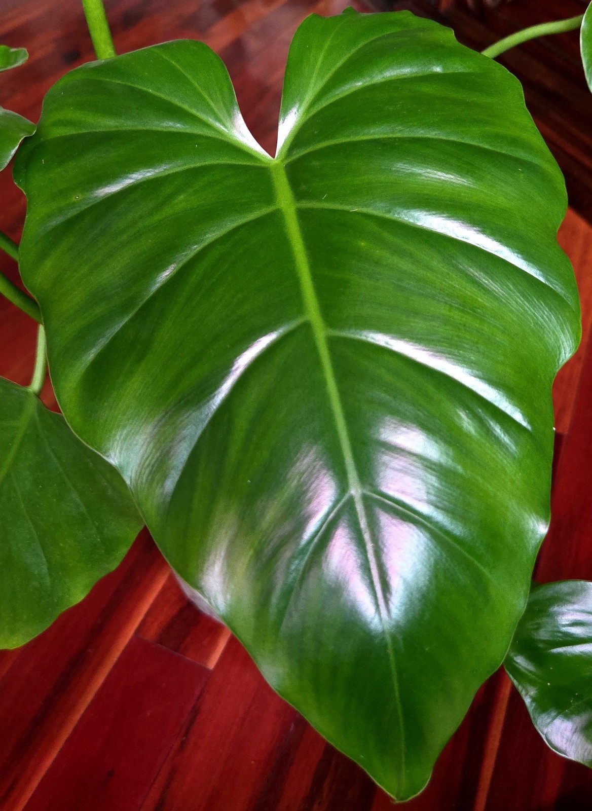Rare XL Philodendron Giganteum 30\