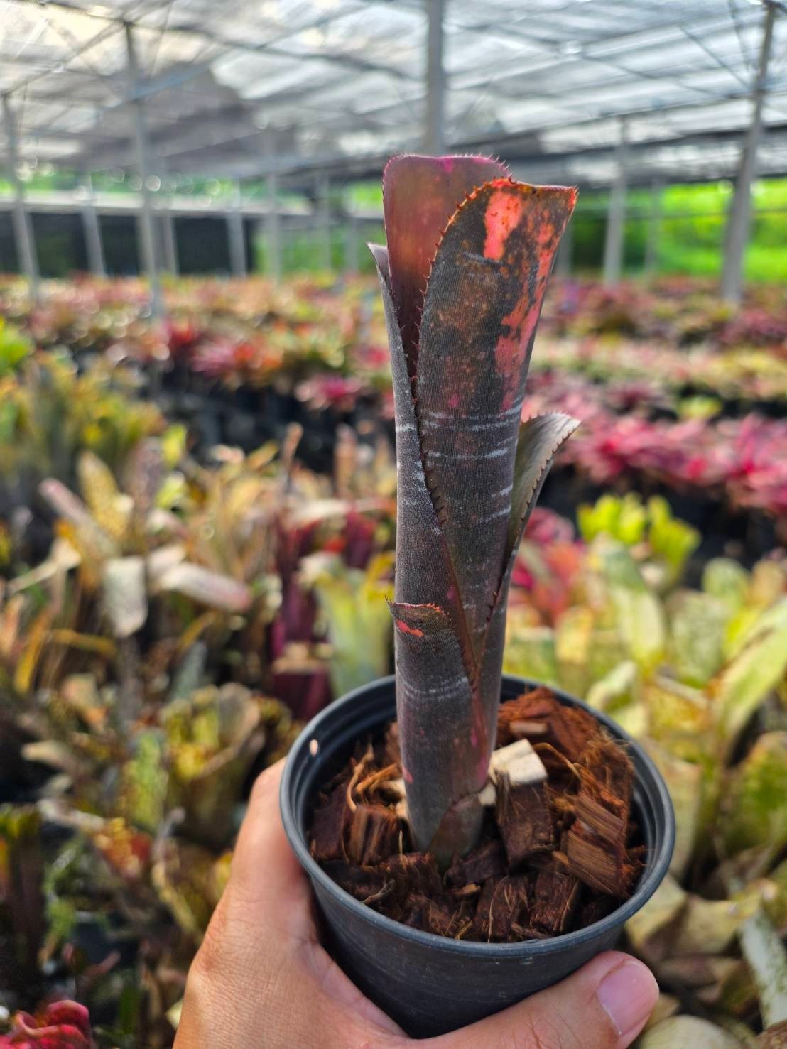 billbergia incendiary delight