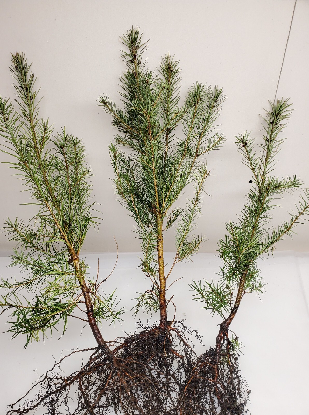 3 Shore Pine Pinus Contorta Evergreen Conifer for Coastal Landscapes Firewood