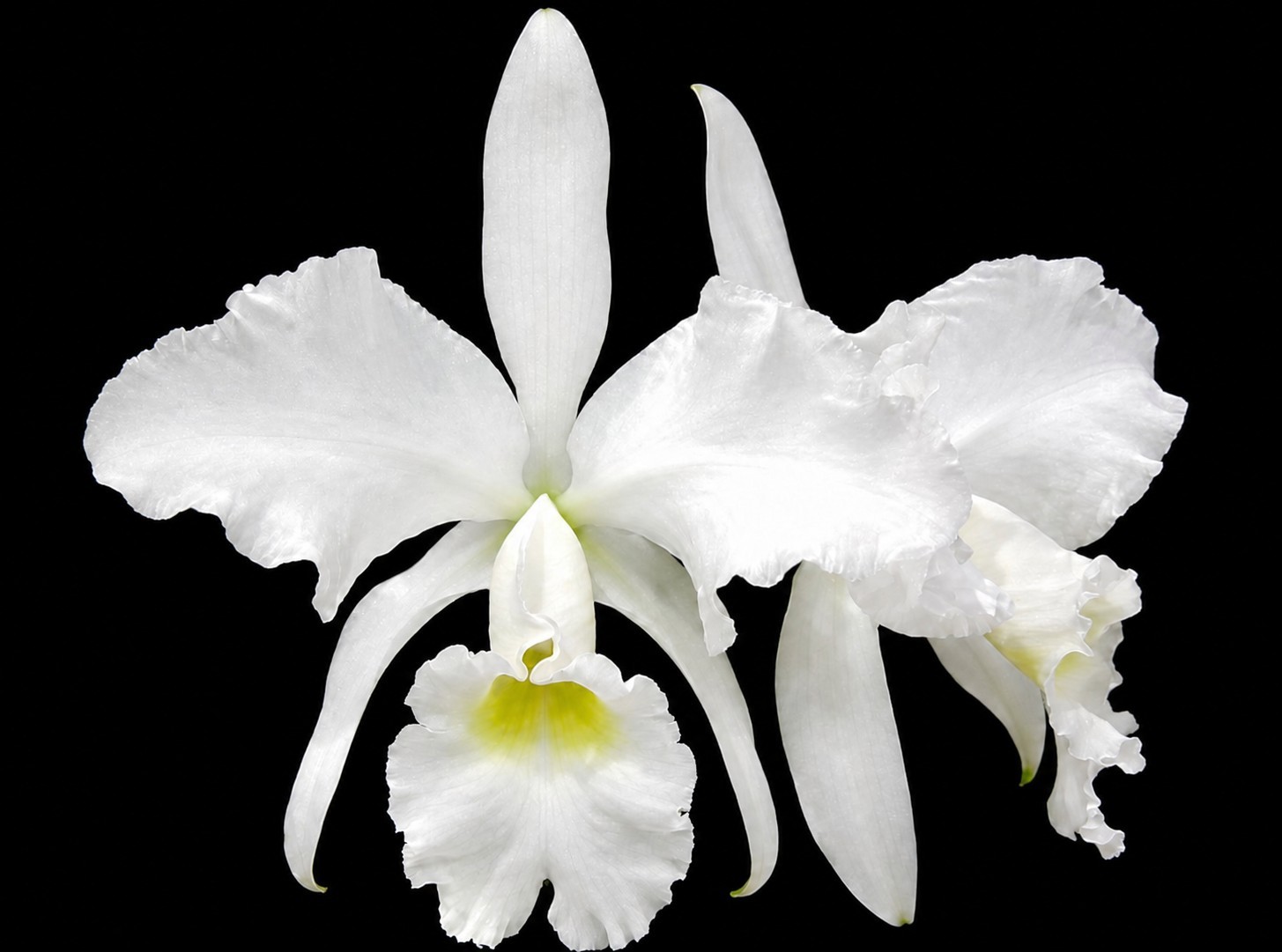 Cattleya jenmanii v alba x sib. Blooming size Cattleya orchid speices. Fragrant