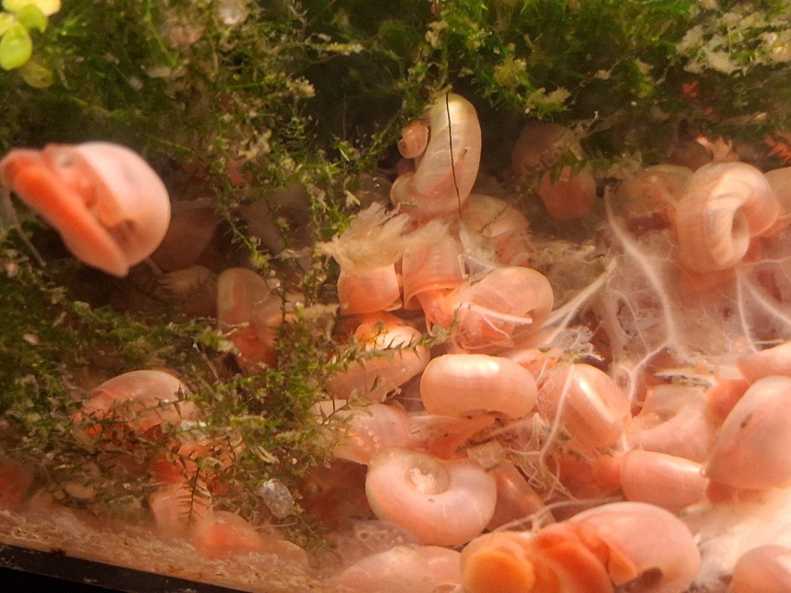 500 1/2 -3/4 in Red / Pink Ramshorn Snails. Lower 48 only. 500 1/2 -3/4 in Red / Pink Ramshorn Snails. Lower 48 only.