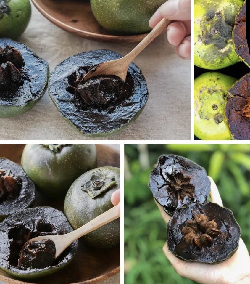 Giant Black Sapote 20+ Seedss (Diospyros nigra) Chocolate Sapote Giant Black Sapote 20+ Seedss (Diospyros nigra) Chocolate Sapote
