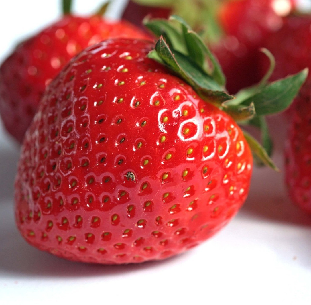 Seascape Strawberry – 20 Bare Root Plants Everbearing – From Hand Picked Nurser