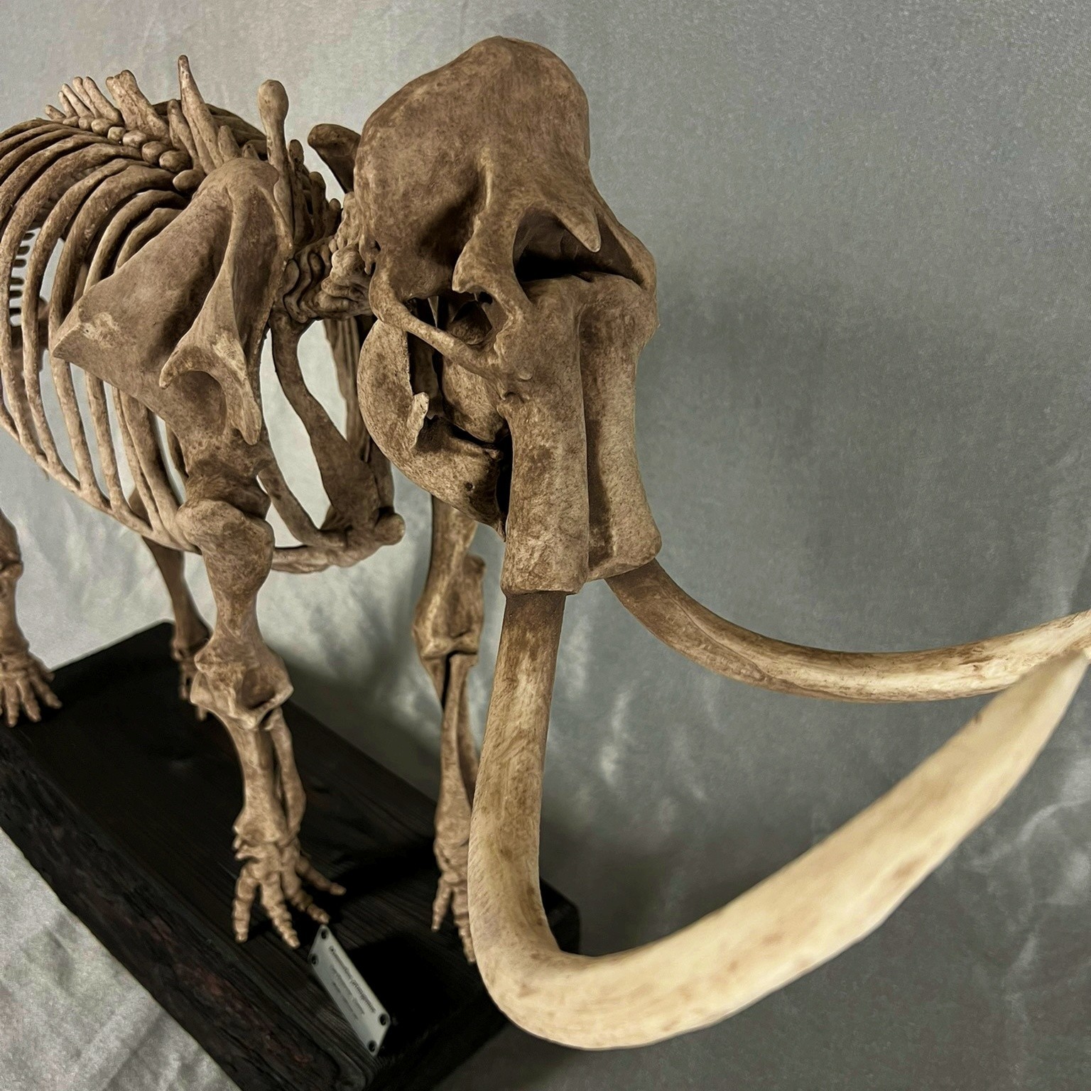 LARGE Woolly Mammoth Skeleton Replica 1:8 | Museum Display Mammuthus primigenius