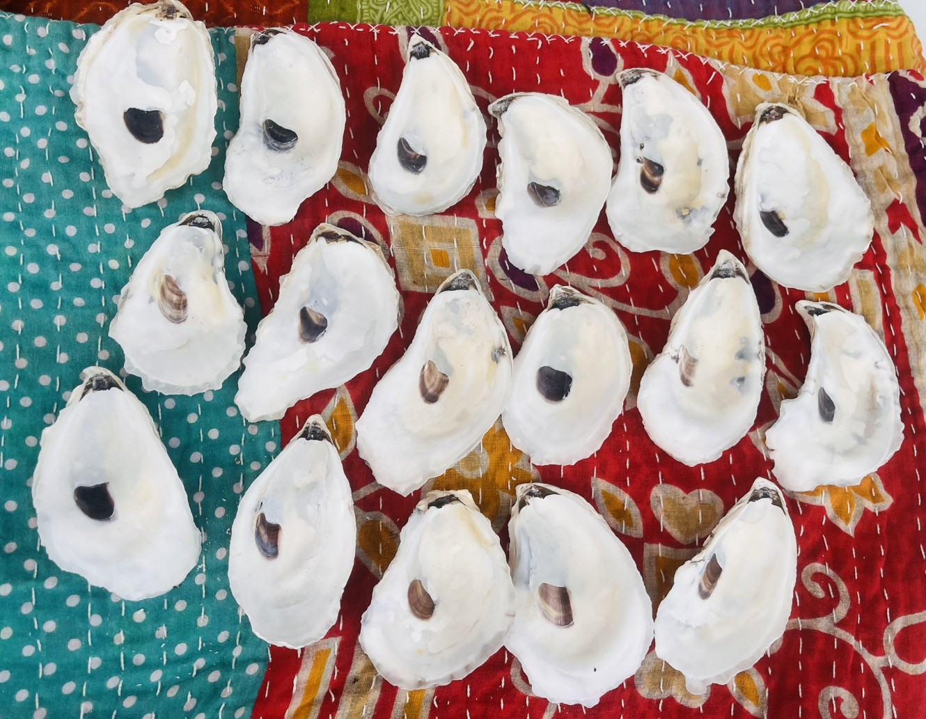 25 Large 3”-4” Cleaned Oyster Shells For Crafts And Decor