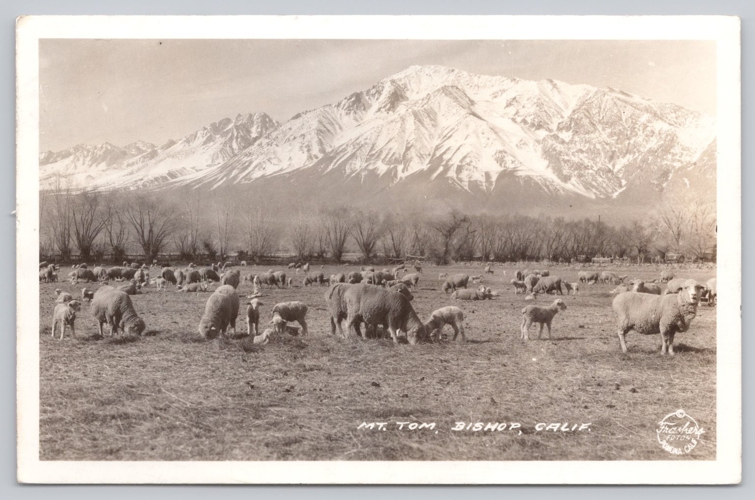 RPPC Mt. Tom Bishop California Sheep Frashers Foto 1943 Postcard RPPC Mt. Tom Bishop California Sheep Frashers Foto 1943 Postcard