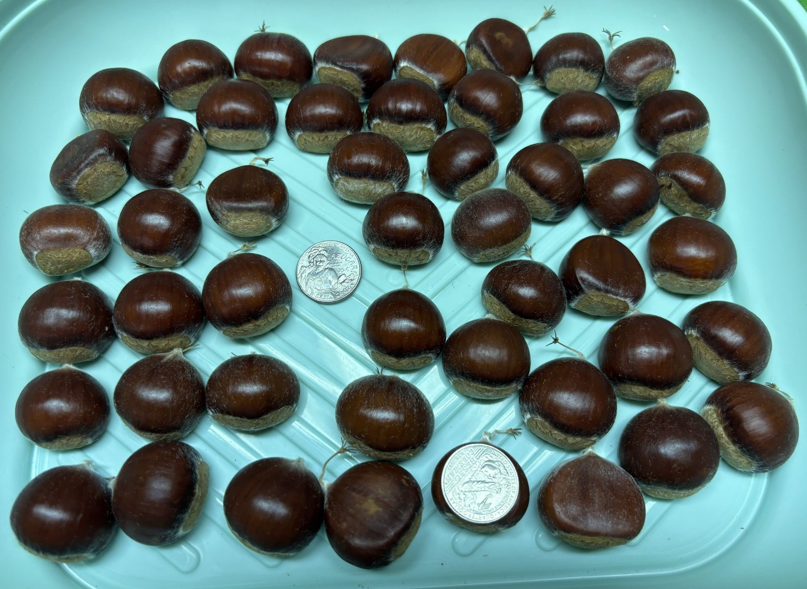 SALE Lot 50 Large Organic Hybrid Dunstan American-Chinese Chestnuts Tree Iowa