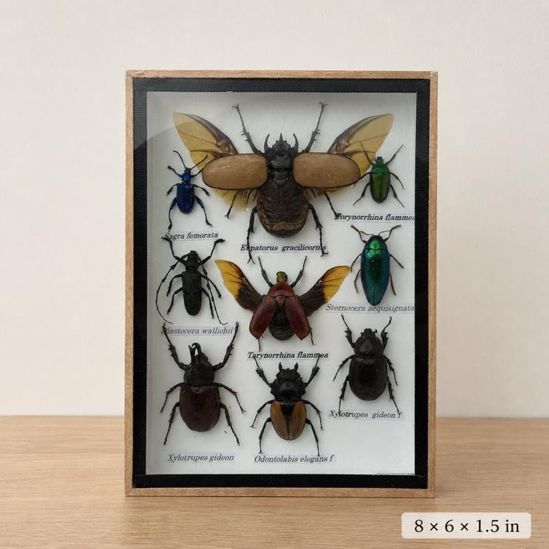 Real 5-Horned Rhinoceros Beetle & Mixed Insect Display Frame - 8×6 in