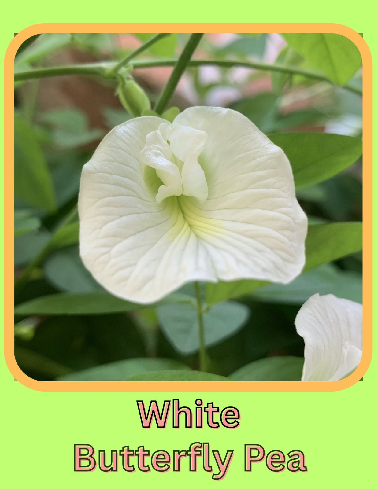 White Butterfly Pea Seeds (20) Climbing Vine Rare Tropical Flower Home Grown