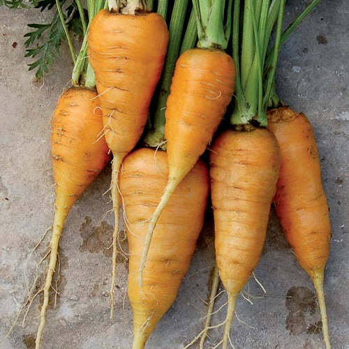Oxheart Orange Carrot Seeds 150+ Vegetable Garden NON-GMO USA FREE S&H